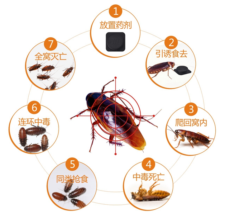 PG电子杀蟑饵剂连环杀蟑不留痕迹