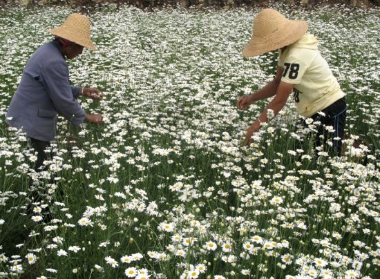 除虫菊